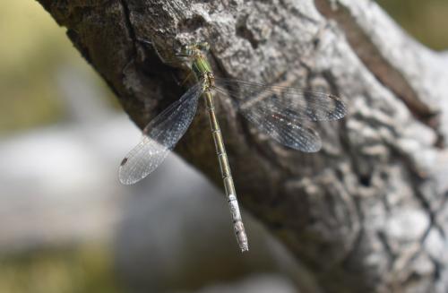 Lestes sp.